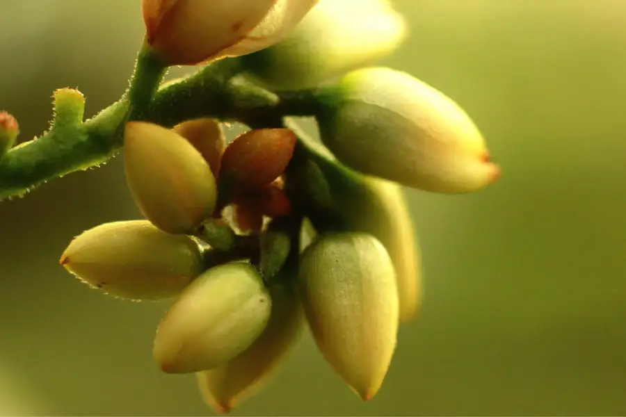 خرید پسته تازه